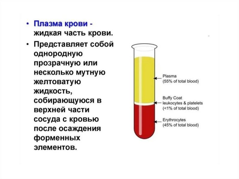 Жидкая часть крови — плазма состав