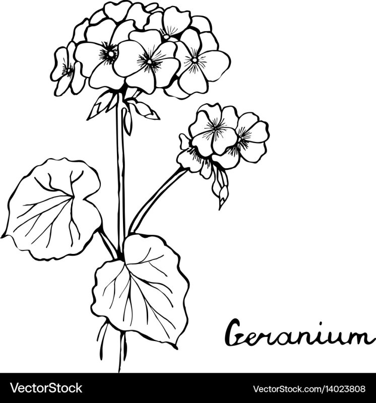 Пеларгония Shanklin