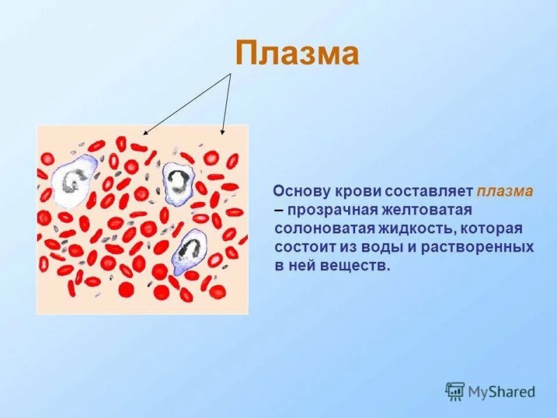 Плазма крови рисунок
