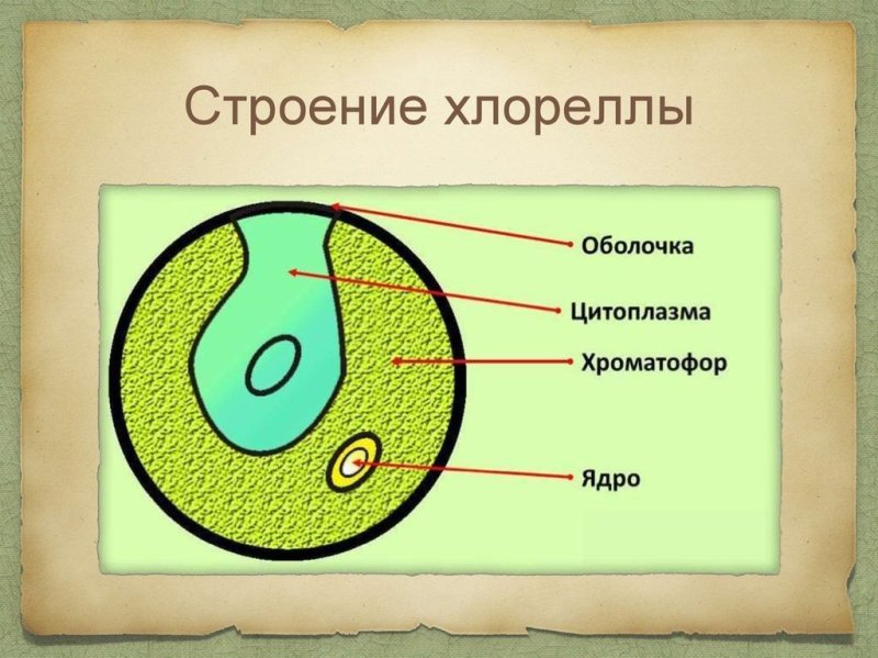 Строение клетки одноклеточная водоросль хлорелла