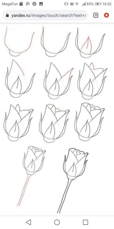рисунки розы карандашом для начинающих