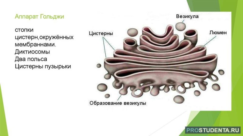 Органоид комплекс Гольджи