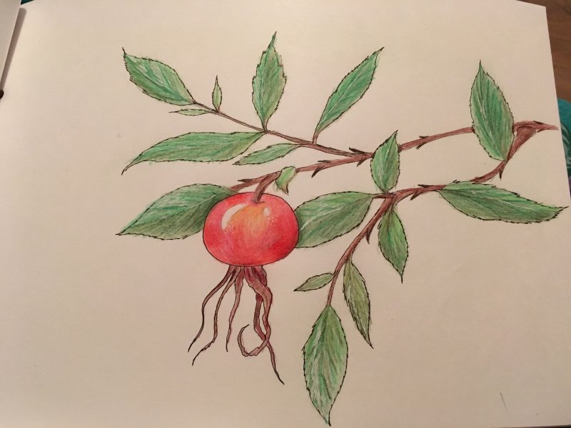 Шиповник рисунок для детей