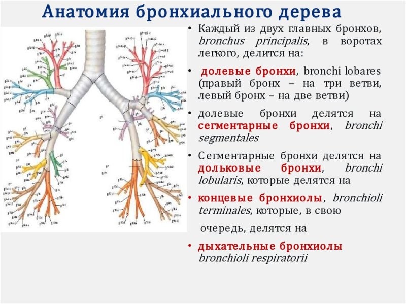 Бронхи и бронхиальное дерево анатомия