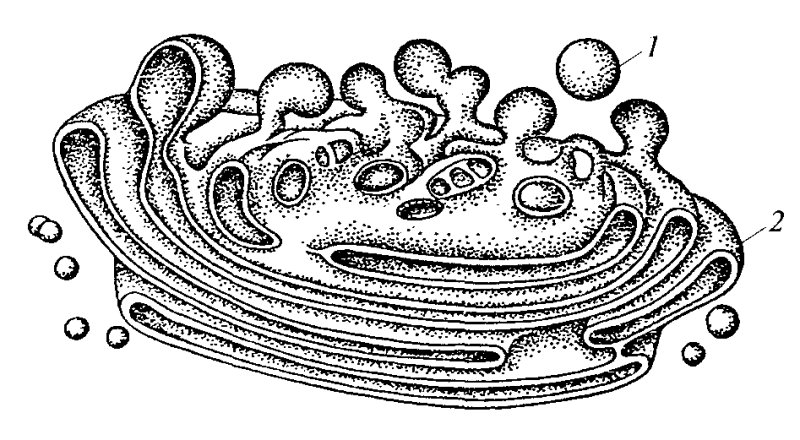органоид комплекс гольджи