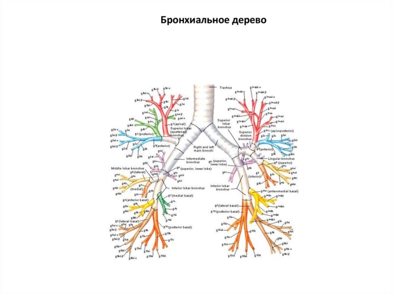 Схема деления бронхиального дерева
