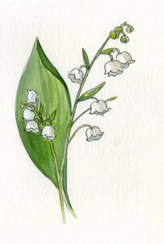 Ландыш Майский для срисовки