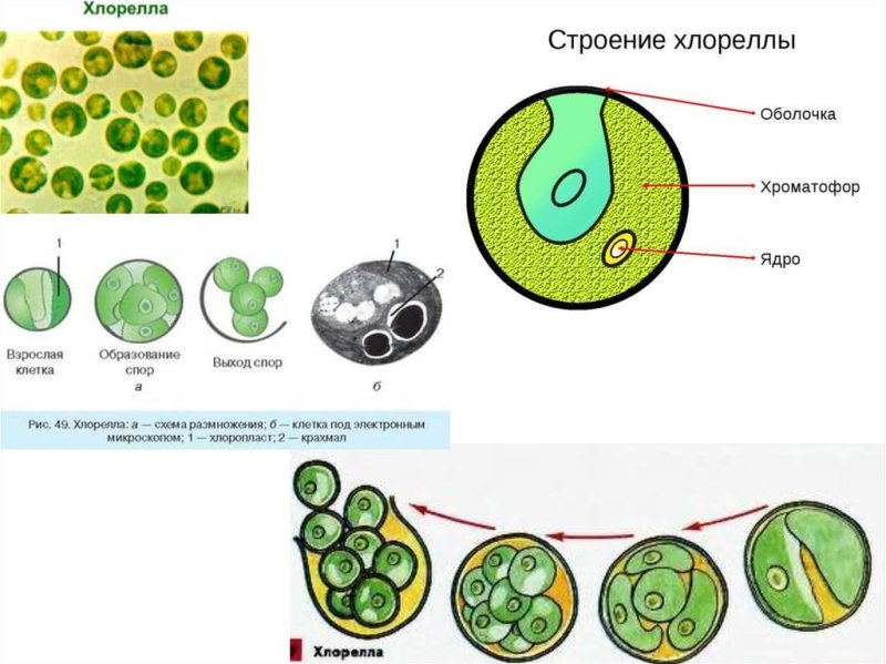 Строение клетки водоросли хлорелла