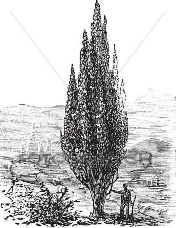Кипарис вечнозеленый (Cupressus sempervirens)