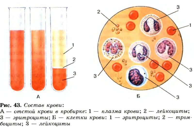 Плазма крови и форменные элементы крови