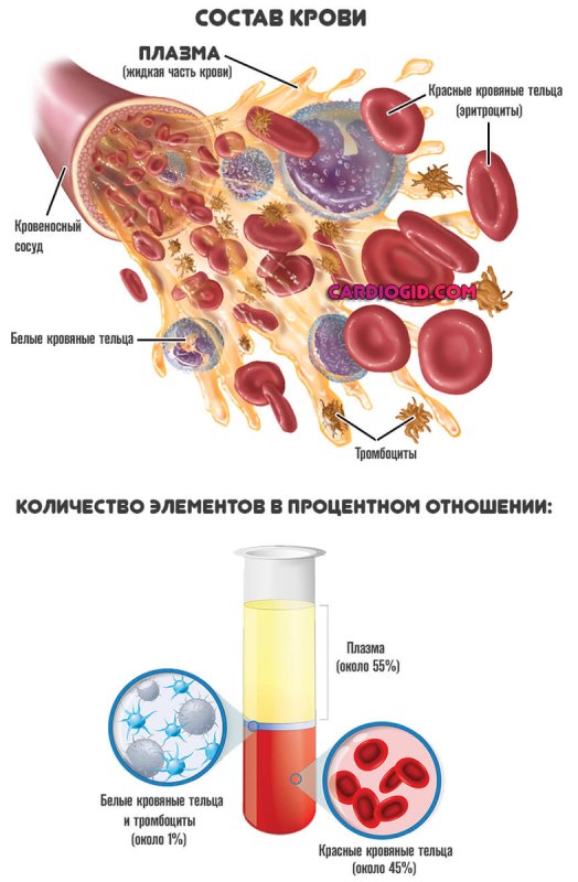 Плазма крови как вырабатывается