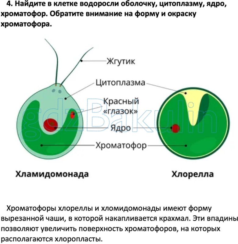Строение клетки водоросли хлорелла