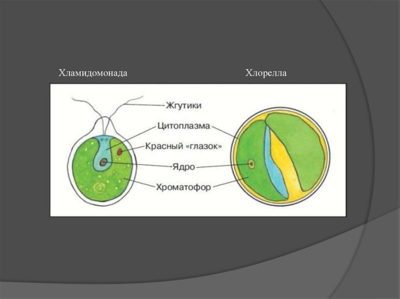 Хлорелла строение рисунок