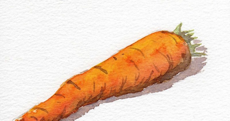 Морковь акварелью