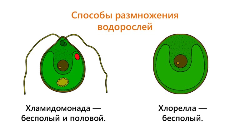 Одноклеточная водоросль хлорелла строение