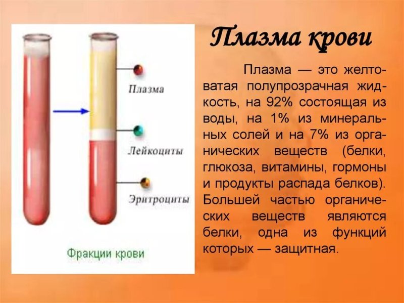 Основная часть плазмы крови составляет