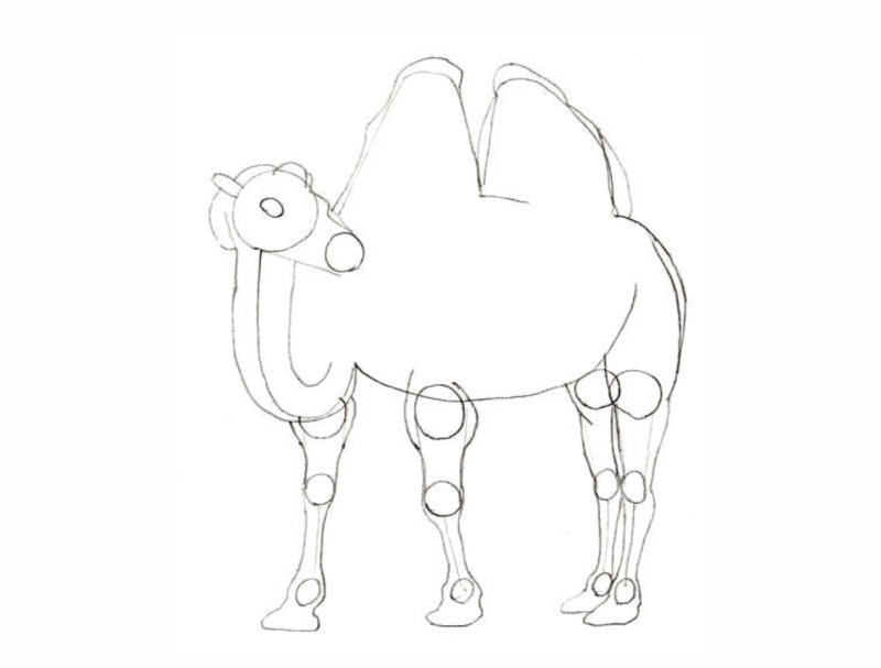 Поэтапное рисование верблюда для детей