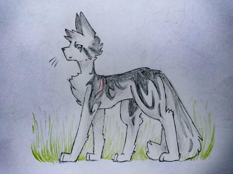 Коты Воители рисунки