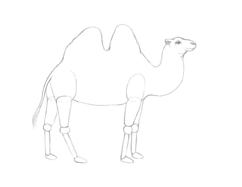 Верблюд рисунок