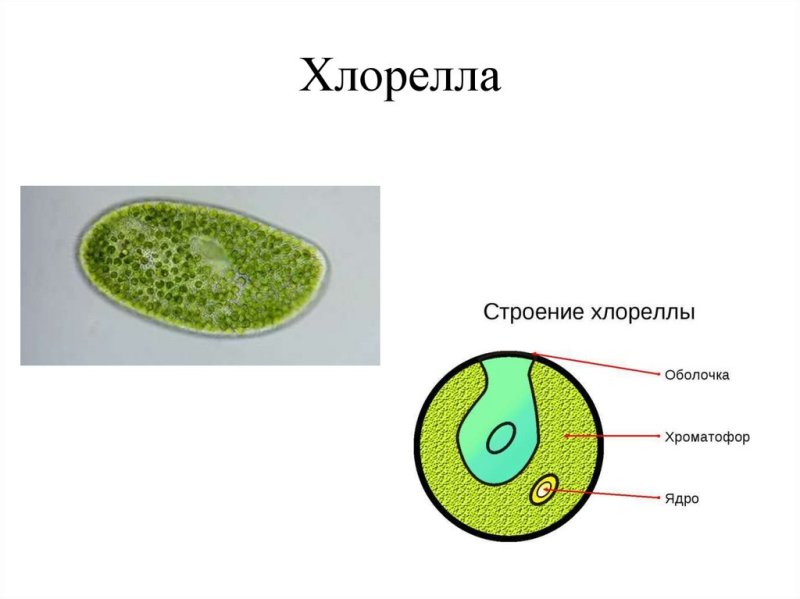 Схема строения клетки хлореллы