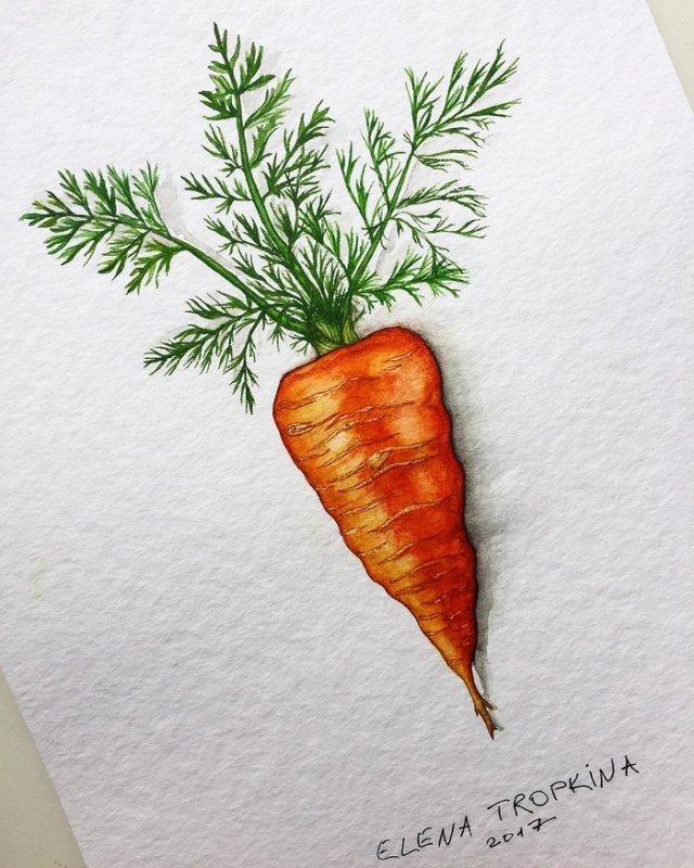 Морковь рисунок