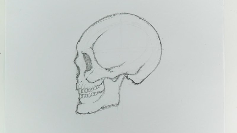 Череп рисунок легкий