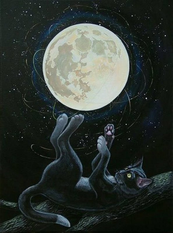 Кот ночью
