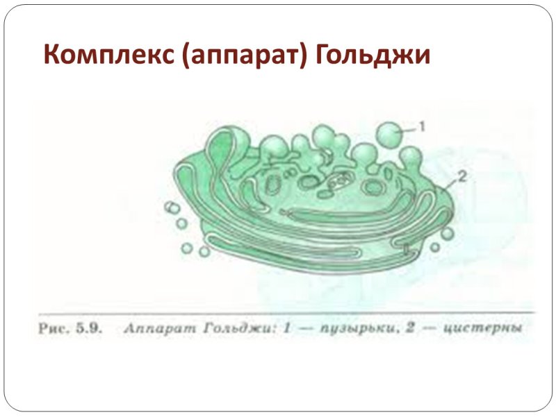 Аппарат Гольджи в растительной клетке рисунок