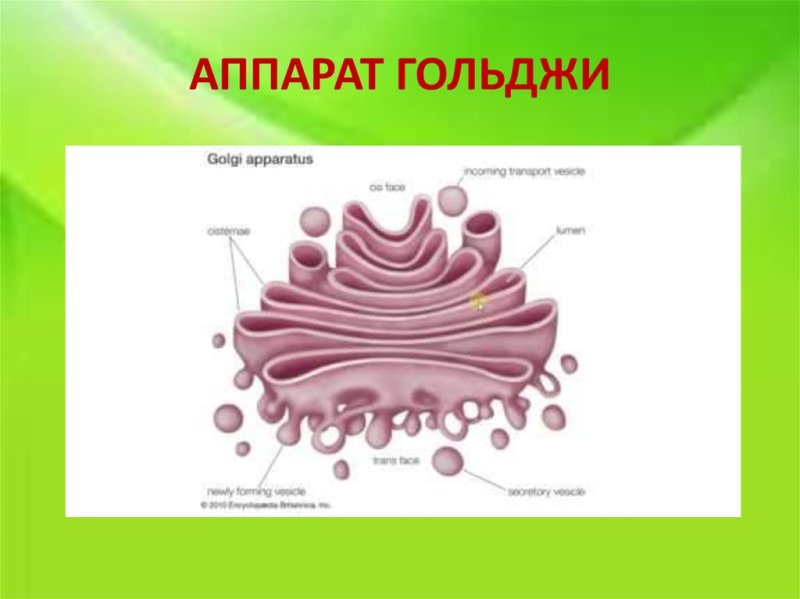 Комплекс Гольджи схема