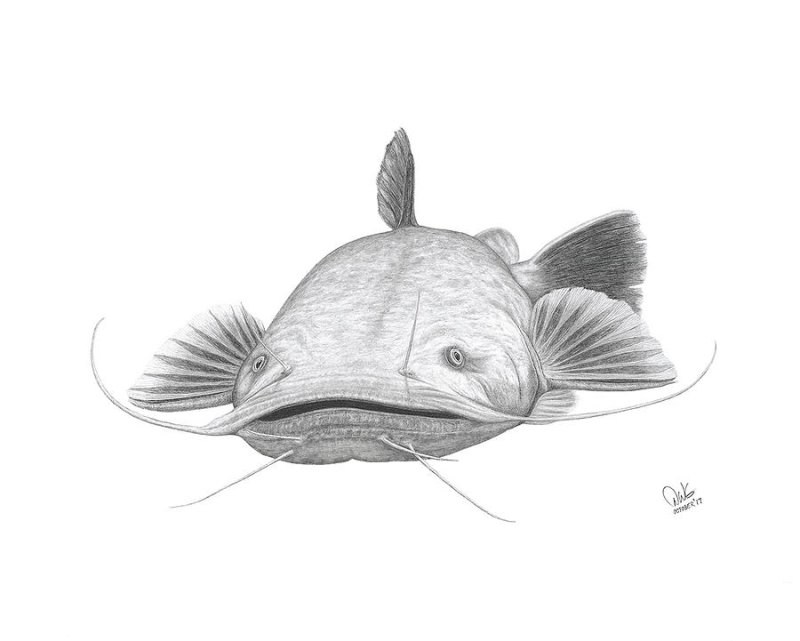 Рисунок сома
