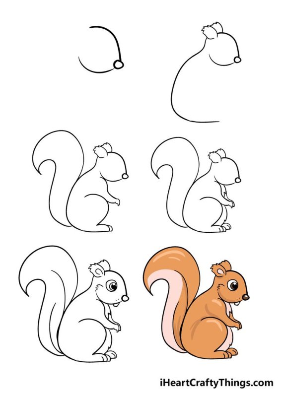 Рисунок белки для срисовки
