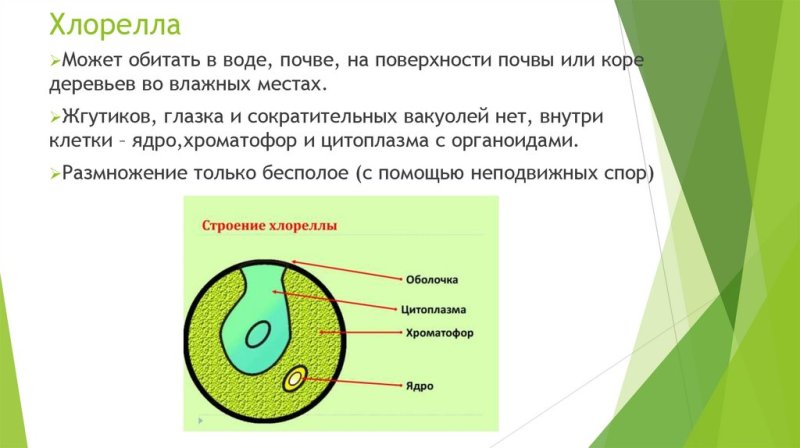 схема строения клетки хлореллы
