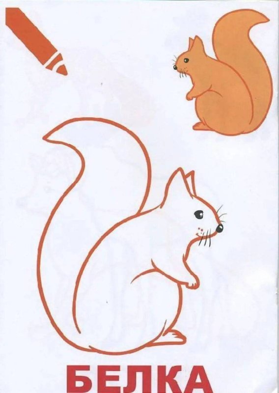 Рисунок белки для срисовки