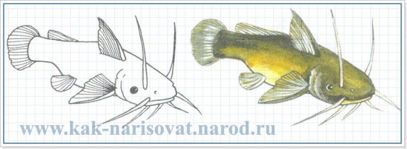 Рыба сом рисунок карандашом