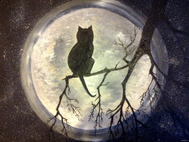 Ночной кот