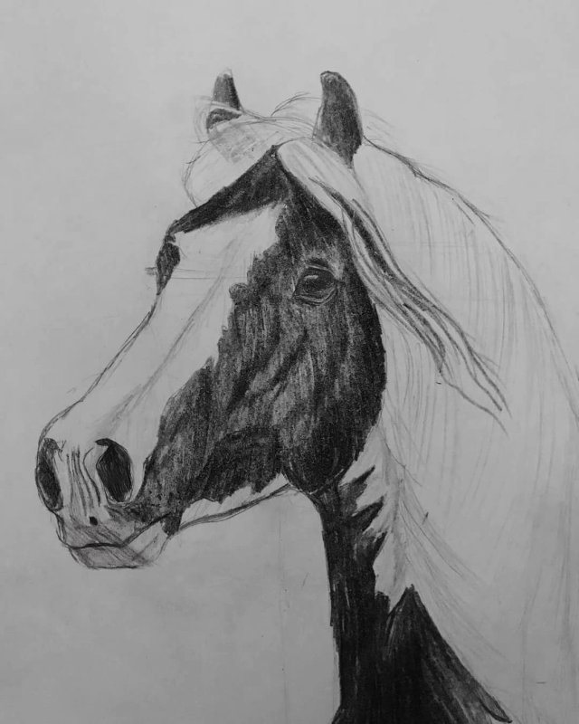 Красивые рисунки лошадей карандашом
