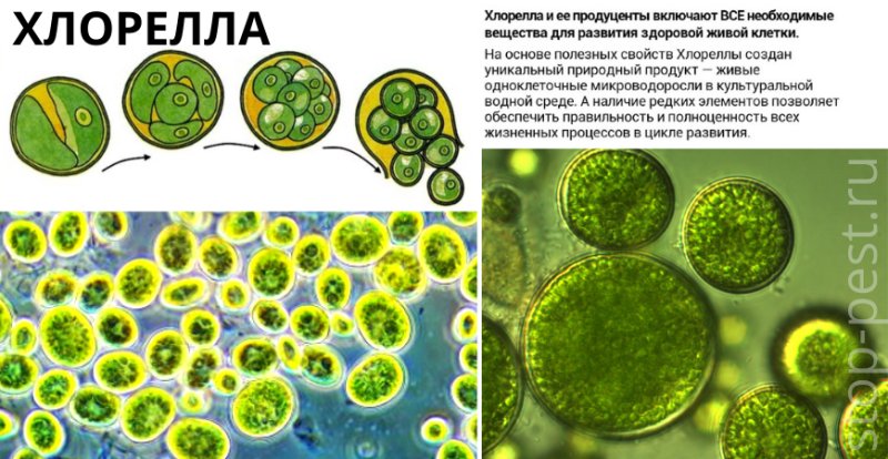 Одноклеточная водоросль хлорелла