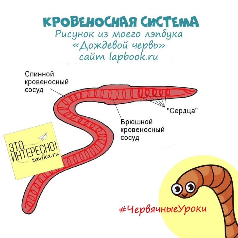 Строение систем дождевого червя
