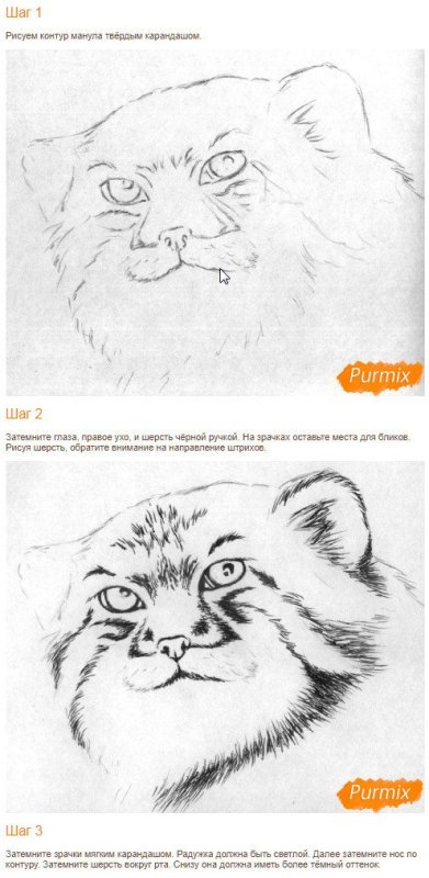 Манул нарисовать