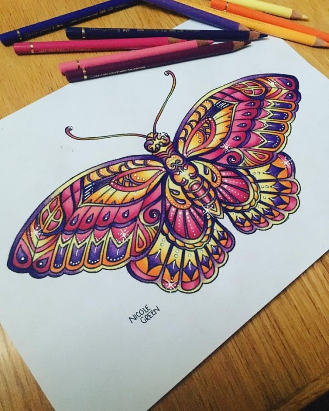 Бабочка рисунок карандашом цветной