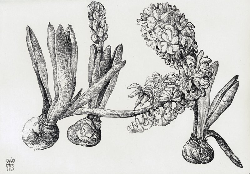 Мускари Ботаническая иллюстрация