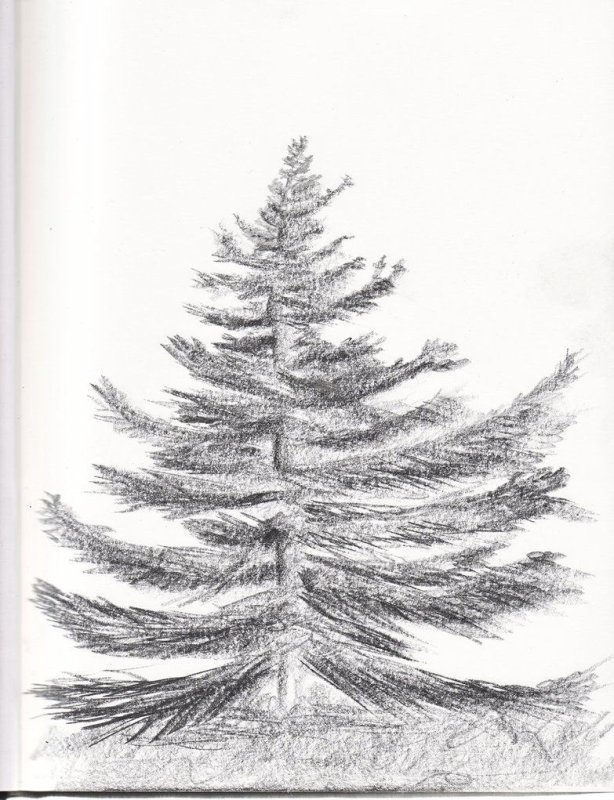 Ель в графике