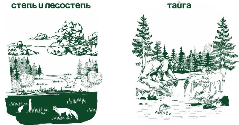 Тайга для детей рисование