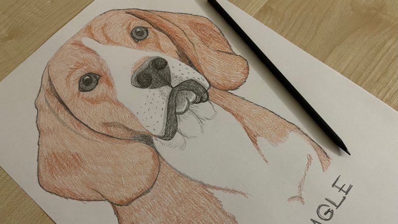 Рисунок бигля карандашом