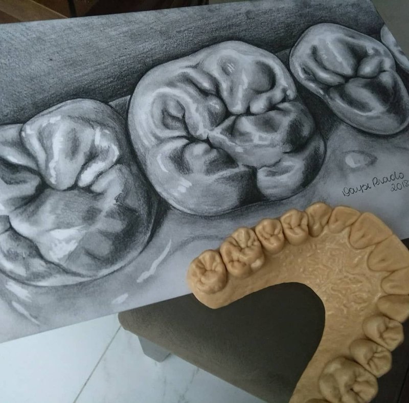 Зубы карандашом анатомия