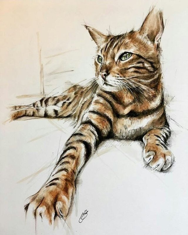 Бенгальский кот