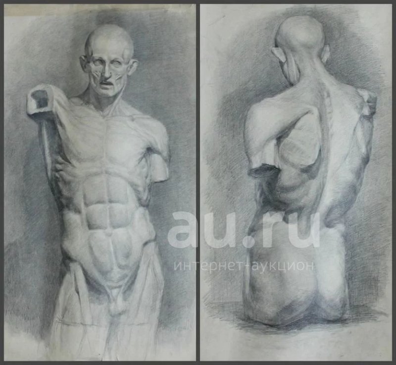 Экорше Гудона торс