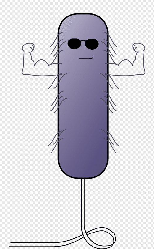 Escherichia coli рисунок