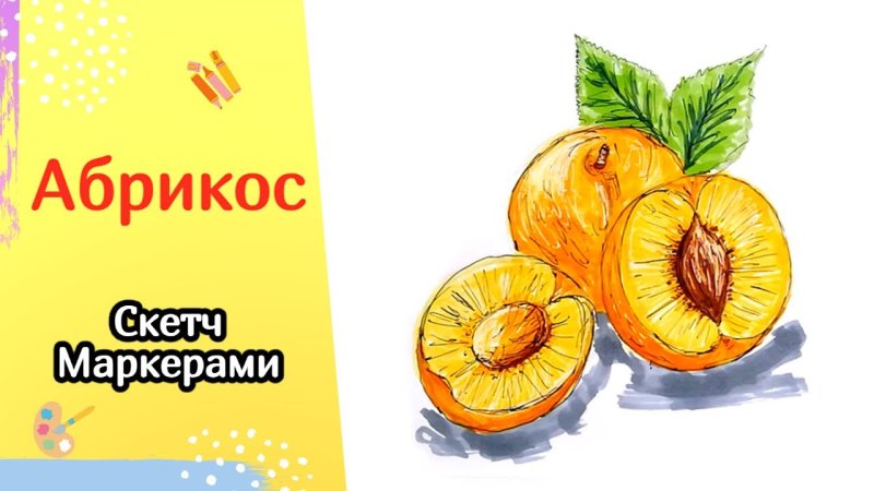 Абрикос рисунок