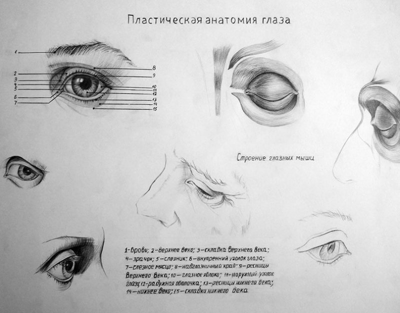 Пластическая анатомия глаза для художника